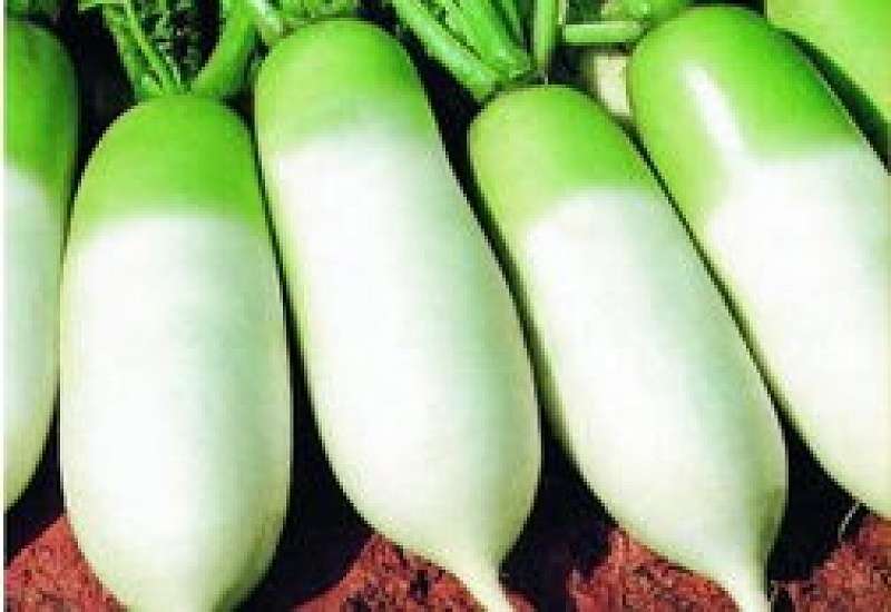 吃菠萝可以吃萝卜吗 致维生素营养降低,诱发甲状腺肿