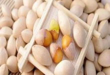 银杏果什么时候成熟,银杏果的作用-寻路网