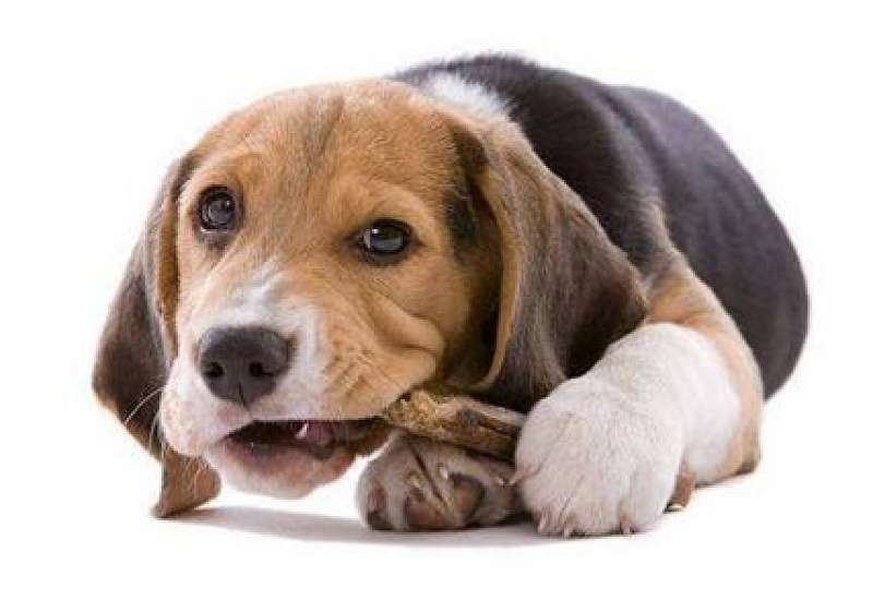 狗狗呕吐可以吃土霉素吗