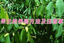 豆茶决明的养殖方法及注意事项-寻路网