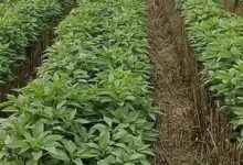 辣椒亩产量一般多少斤 产量高的种植方法-寻路网