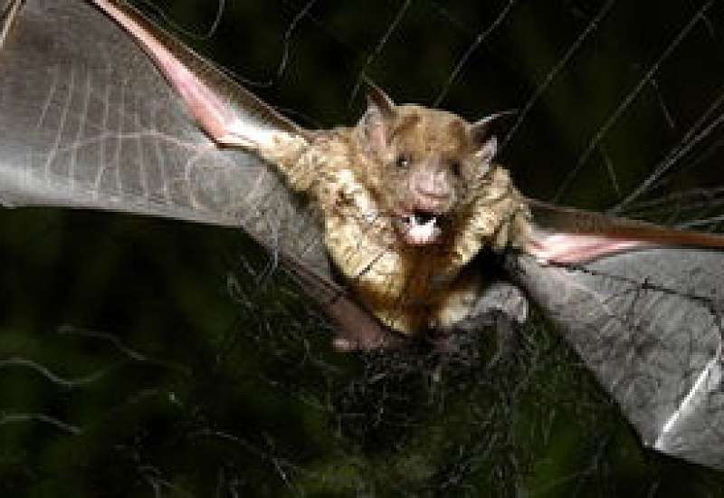 蝙蝠为什么能在晚上飞行 蝙蝠怕光吗