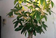 发财树叶子有黄斑怎么办 冬天怎么养才能安全过冬-寻路网