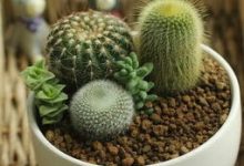 给“仙人球”换盆,用上这个小技巧,能养10年还开花!-寻路网